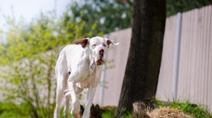 Smutná spoveď matky, ktorej pes zabil dieťa: Muselo ho vyprovokovať