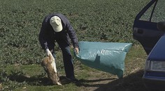 Úhyn divej zveri pokračuje, na svedomí to zrejme majú poľnohospodári