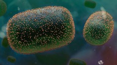 V Česku potvrdili druhý prípad opičích kiahní, ďalšie tri osoby majú príznaky