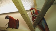 Obľúbený Papagáj Aroš dostal partnerku. Spája ich spoločná záľuba