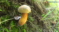 Chystáte sa do lesa? Na huby zabudnite