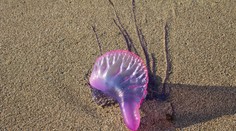 Španielsko zatvára mnohé pláže. Na ľudí útočia jedovaté medúzy, príčinou premnoženia je enormný rybolov