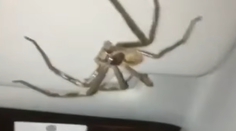 Rutinná cesta z práce sa zmenila na desivý zážitok. Vodička nad hlavou zbadala votrelca