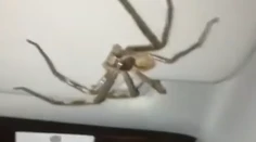 Rutinná cesta z práce sa zmenila na desivý zážitok. Vodička nad hlavou zbadala votrelca