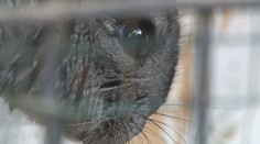 Niektoré exotické zvieratá sa môžu zo Slovenska a Európy vytratiť. Chystá sa zákaz ich chovu aj predaja