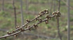 Ovocinári rátajú škody. My vám však ukážeme, ako zistíte, či budete mať úrodu
