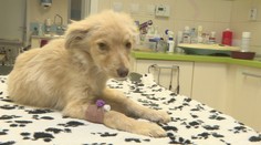 Situácia s opustenými psami je čoraz horšia. Nakrúcali sme jeden deň odchytu v teréne