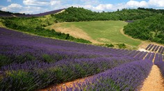 Levanduľovú krásu nájdete už aj na Slovensku. My sme vypátrali kde