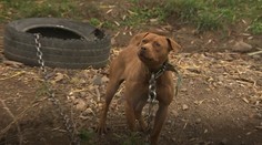 Psie zápasy v Dolných Orešanoch: Za veľké peniaze sem chodili aj zo zahraničia