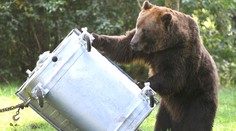 Počet útokov medveďa hnedého na človeka už v auguste dorovnal dva rekordné roky