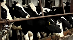 Dráma na družstve! Muža nečakane pritlačila krava, zasahoval záchranný vrtuľník