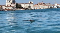 VIDEO: Taliani zostali v šoku. V benátskych kanáloch sa objavili delfíny