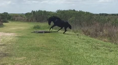 Nepochopiteľný súboj v zvieracej ríši. Okoloidúcim sa zatajil dych