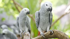 V britskej ZOO museli z klietok odniesť papagájov. Návštevníkom začali vulgárne nadávať