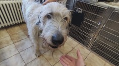 Kotercový kašeľ. Vysoko nákazlivý vírus, ktorý ohrozuje psov v zime