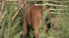 Brutálny zločin v Prešove. Len ročného jazdeckého koňa zabili a rozštvrtili