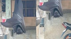 Podvrh alebo realita? Fotografia "obrieho netopiera" zmiatla sociálne siete
