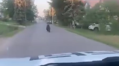 VIDEO: Cez Očovú utekal ráno vystresovaný medveď. Niekto ho naháňal autom po celej dedine