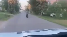 VIDEO: Cez Očovú utekal ráno vystresovaný medveď. Niekto ho naháňal autom po celej dedine