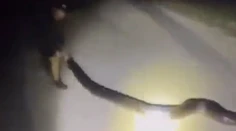 VIDEO: Zámer im vyšiel do bodky. Partii chlapov sa na Floride podarilo uloviť obrieho pytóna