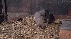 Našla sa kapybara, ktorá bola asi dva roky na úteku. Je živá a zdravá