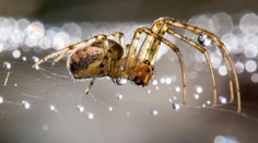 V židovskej škole vyhlásili poplach kvôli pavúkovi