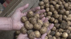 Sucho dáva poľnohospodárom poriadne zabrať. Niekde už majú o tretinu nižšiu úrodu