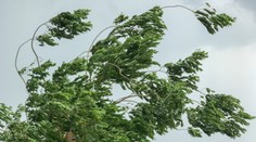 Na viacerých miestach Slovenska bude fúkať silný vietor. V týchto okresoch to bude najhoršie