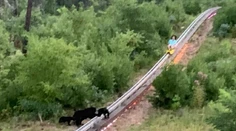 VIDEO: Nečakaná návšteva na bobovej dráhe. Do cesty sa postavila medvedia rodinka