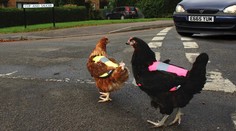 V Británii obliekajú sliepky do reflexných viest