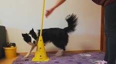 Ako zabaviť psíkov v domácej izolácii? Ukážeme vám ako na to