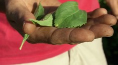 Stévia ako sladidlo budúcnosti. Aké má plusy a aké mínusy?