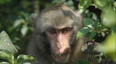 Skupina opíc ukameňovala na smrť muža (†72)