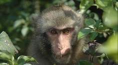 Z rumunskej zoo utiekla skupinka opíc