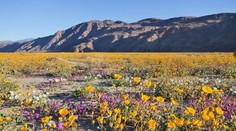 Púšť v Kalifornii rozkvitla, stáva sa to raz za desaťročie