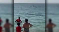 VIDEO: Dovolenkári zažili na pláži v Dubaji chvíle hrôzy. Odrazu sa pri nich zjavil žralok