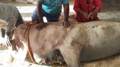 VIDEO: Pitva potvrdila, že Egypťania ubili správneho žraloka. Rybári majú s jeho pozostatkami plány