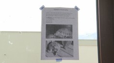 Rodina z Košíc pátra po ukradnutých korytnačkách. Najstaršia s ňou žila takmer polstoročie