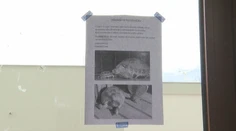 Rodina z Košíc pátra po ukradnutých korytnačkách. Najstaršia s ňou žila takmer polstoročie