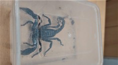 Kuriózna zásielka na pošte v Žiline: Zo zle zalepenej obálky vypadol škorpión