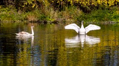 Na Slovensko sa vrátila vtáčia chrípka. Ide o formu, ktorá môže byť nebezpečná aj pre človeka