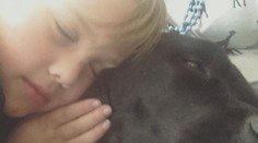 Lukovi zlyhal v noci prístroj. Keďže všetci spali, život mu zachránil pes