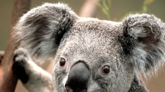 Koalám v Austrálii môže pre požiare hroziť vyhynutie
