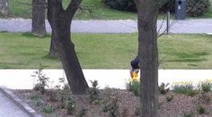 Čistá drzosť. Chcel potešiť predavačky, tak im natrhal kyticu v mestskom parku