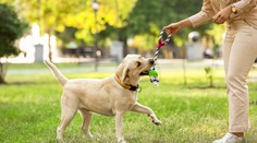 Ako si zodpovedne adoptovať psa z útulku? Jednu vec treba mať na pamäti