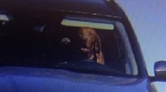 Bizár zo slovenských ciest: Policajti neverili vlastným očiam, miesto vodiča sa do kamery usmieval pes