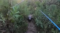 VIDEO: Mladík mal počas rybačky nechcenú návštevu. Prenasledovať ho začal trojmetrový krokodíl