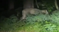 VIDEO: Videli ju, ako pri ceste žerie diviaka. V okolí Berlína sa pohybuje levica