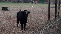 Zo Slovenska do Česka utiekol pred smrťou býk. Pri Hodoníne ho zastrelili