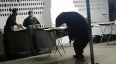 VIDEO: Medveď vydesil účastníkov párty. Kuchári sa bezmocne prizerali, ako sa pustil do jedla